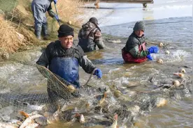 黄河每天冲鱼入海，大部分淡水鱼在海中活不了，它们去哪儿了？图片