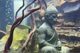 凡人如何开悟？图片