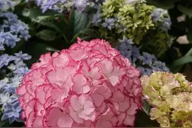 花土太硬养不好花，经常浇4种水，又松软又肥沃，长势旺盛图片