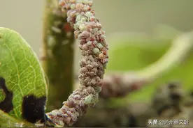 消灭蚜虫用这招，不花一分钱，2天就见效图片