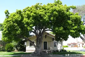 庭院能种大树吗？哪些种类合适？图片