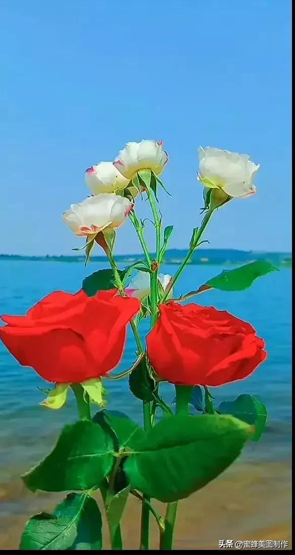 七夕浪漫情人节，玫瑰壁纸