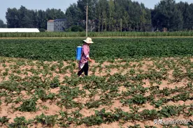 老牌除草剂灭草松，能防治多种难除杂草，再次受到农民关注图片