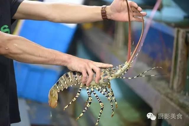 40头的花胶是几级 2025年花胶40头是什么意思?