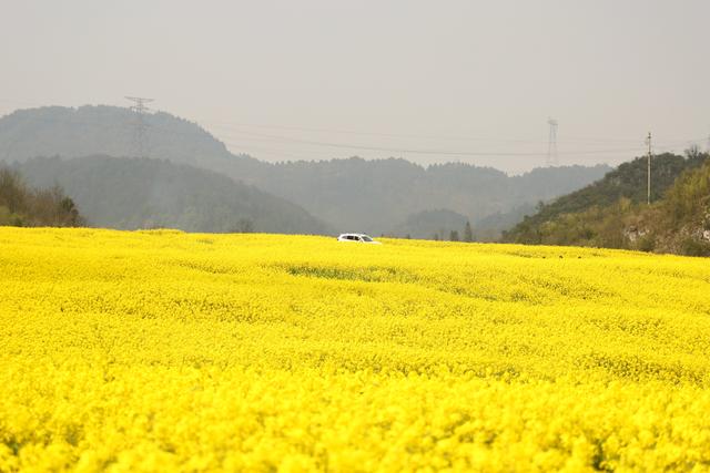 “赏花 +” ，南明观山湖清镇花溪双龙修文太会了！