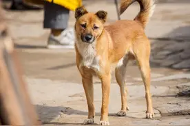 为什么土狗的耳朵都不立起来图片