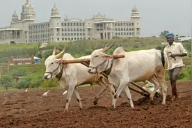 一位印度农民的日常劳动和生活图片
