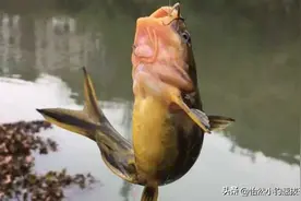 野钓昂刺鱼的技巧全在这里，学会后每次钓1桶很轻松！图片