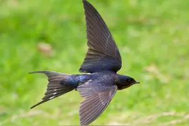 我国燕子每年都要飞到南方过冬，而“南方”究竟是哪里？图片