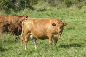 牛积食胀气的，几种处理方法图片