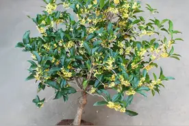 阳台养桂花，有4个技巧，花多味香，年年花团锦簇，越来越旺盛图片