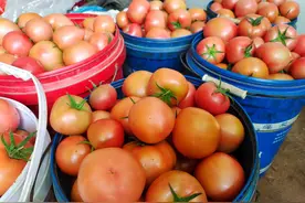 火爆全网的草莓西红柿济南也有售~它和“铁皮”“普罗旺斯”你最爱吃哪种？图片