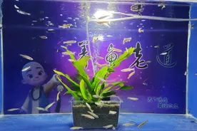 这种水草容易饲养，买回家一周就能迅速生长，管理也很简单图片