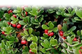 熊果苷（源于绿植的纯天然活性物质）图片