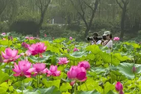 一到夏天，江苏人会吃的4种“另类”美食，每一种都是心头爱图片