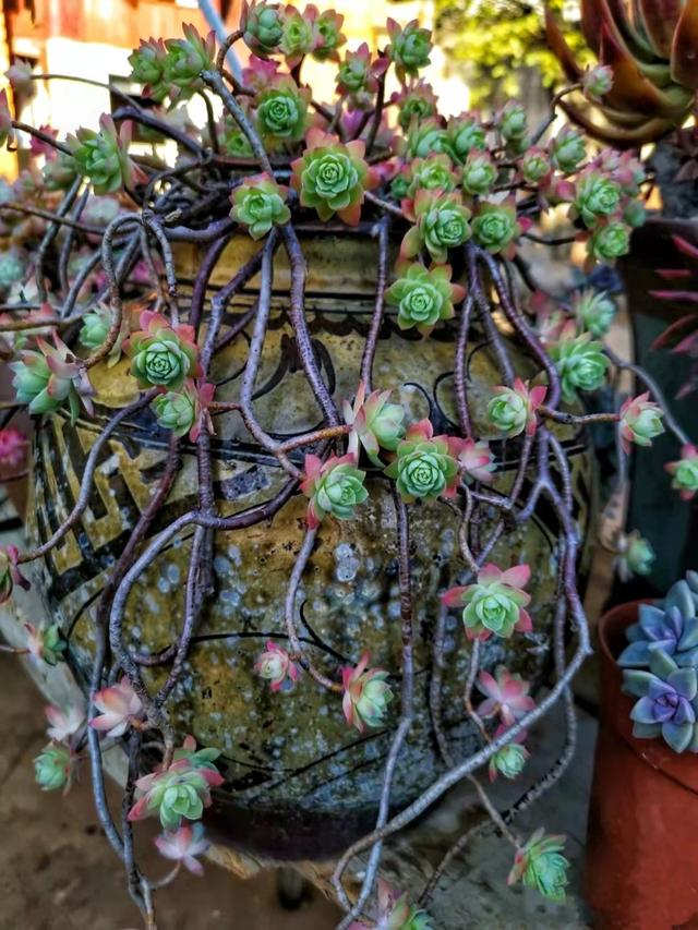 被肉友控养了3年的"薄化妆"老桩给惊艳了,这是老桩天花板了吧