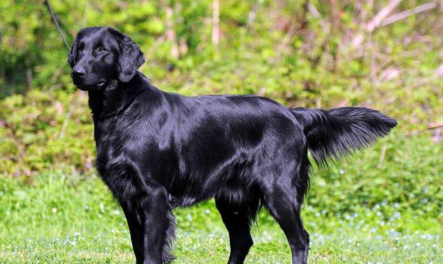平毛寻回犬饲养方法和技巧-第4张图片