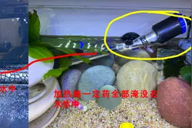 鱼缸加热棒安全使用注意事项，怎样使用加热棒更省电(3)图片