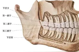 医学小常识｜正常人有多少颗牙齿？图片