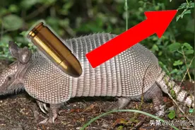 听说犰狳外壳能防弹，穿山甲外壳狮子咬不开，它俩谁的壳更硬？图片