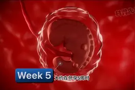 一个视频看完怀孕的整个过程 #胎儿图片