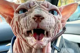 这四种猫，被称“猫中四疯子”，最好别养图片