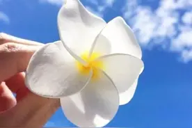 壁纸：蓝天下，一花一世界，百花开放，花香四溢图片