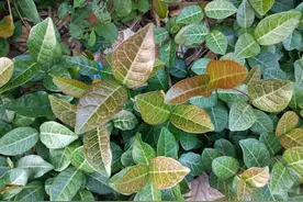 农村常见的络石藤，老人称作“解毒草”，原来价值这么好，认识下图片