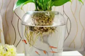 水培植物叶子发黄怎么办?从这几点解决，养出翠绿可人儿的小盆栽图片