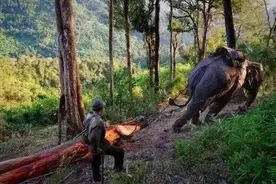 这14种花梨中，只有5种是国标红木！各种花梨你搞懂了吗？图片