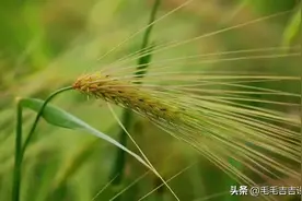 青藏高原上的健康食物——青稞！图片