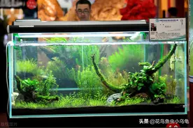 鱼缸水为何会变绿？绿水能养鱼吗？图片