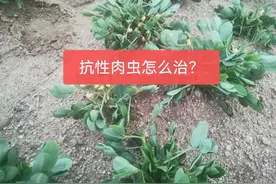 花生、蔬菜青虫打不死，那是用错了药，用好3个方案可快速搞定图片