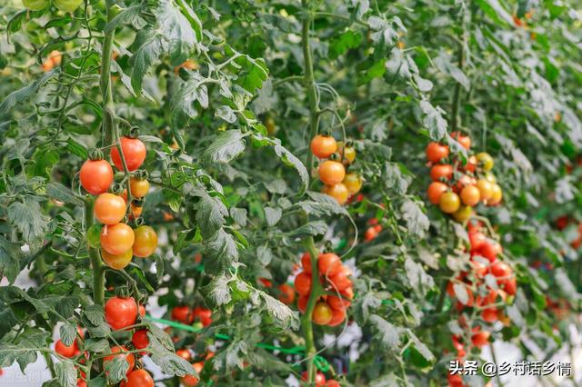 老菜农常说，种菜要学会浇三水、施三肥？这些你都懂吗