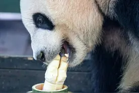 这很广东！大熊猫坐月子也要吃猪脚姜→图片