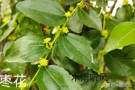 种植的枣树，开花量大，坐果率却很低，是什么原因？怎样解决？图片