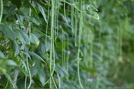 豇豆的病害都有哪些？图片