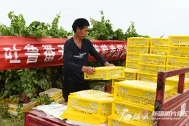 吐鲁番优质无核白葡萄首次从原产地走出国门图片