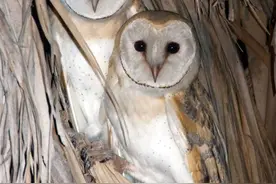 世界猫头鹰大全（谷仓猫头鹰）图片