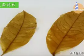 动手做一枚“叶脉书签”吧，好看又实用！【春节宅家手工】图片