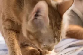 猫咪吃什么毛发比较油亮？图片