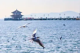 海鸥是属于青岛的浪漫图片