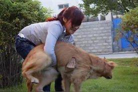 这5个信号是狗狗生病的标志，出现了一个，就要注意图片