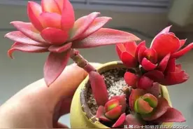 后悔没早入手的7种普货多肉，真的是好养容易出状态，太漂亮了图片