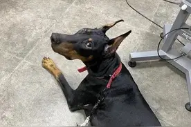 不要养杜宾！做寄养家庭第7天，我崩溃了图片