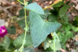 杠板归治蛇虫咬伤图片