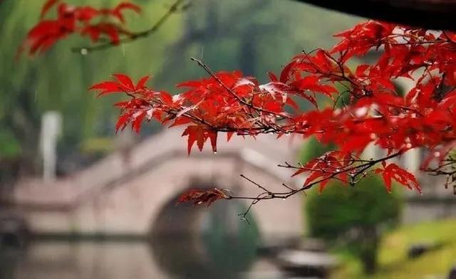 和雨有关的诗句（关于雨的100句经典诗词）