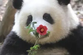 经常被“夺笋”的熊猫花花，终于学会了拒绝！小爪一挡，萌翻了！图片