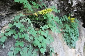长在山崖上的一种野草，人称“岩黄连”，看起来普通一斤却卖60元图片