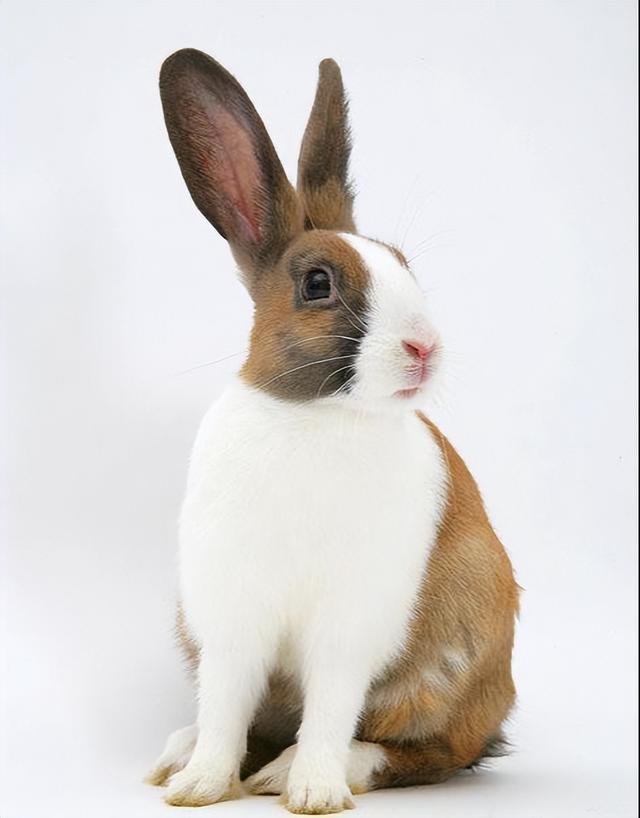 荷兰兔-凭什么成为宠物兔的榜首,它有这么惹人爱啊